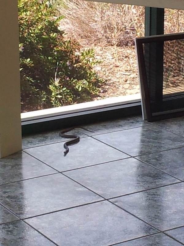 VIP Visitor